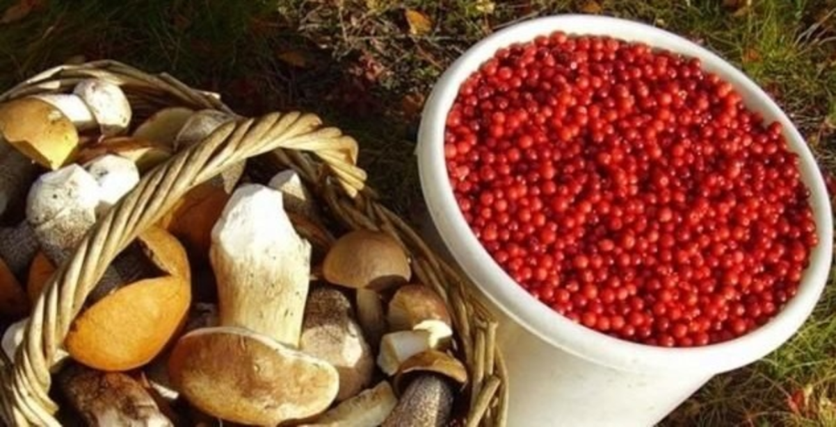 Новый стандарт на органическую продукцию будет способствовать экспорту отечественных дикоросов